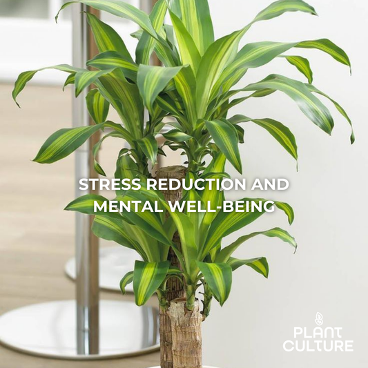 Fortune Plant Dracaena Fragrans