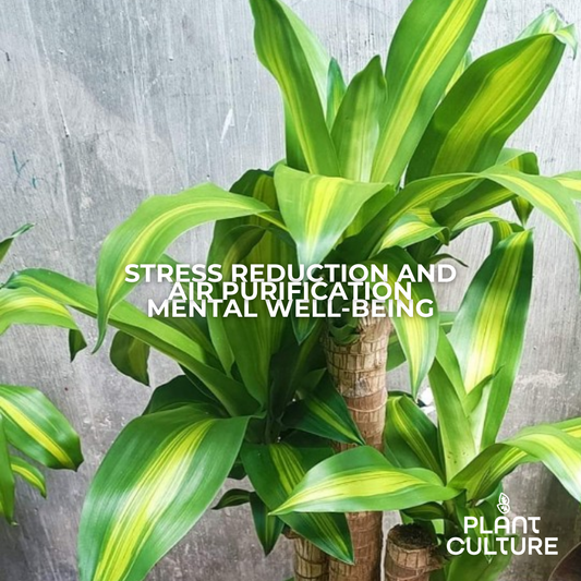 Fortune Plant Dracaena Fragrans