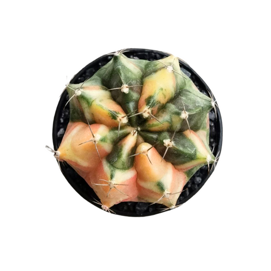 Gymnocalycium # 0146