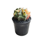 Gymnocalycium # 0146