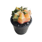 Gymnocalycium # 0146