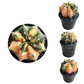 Gymnocalycium # 0146