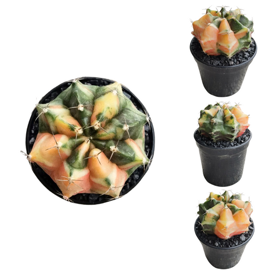 Gymnocalycium # 0146