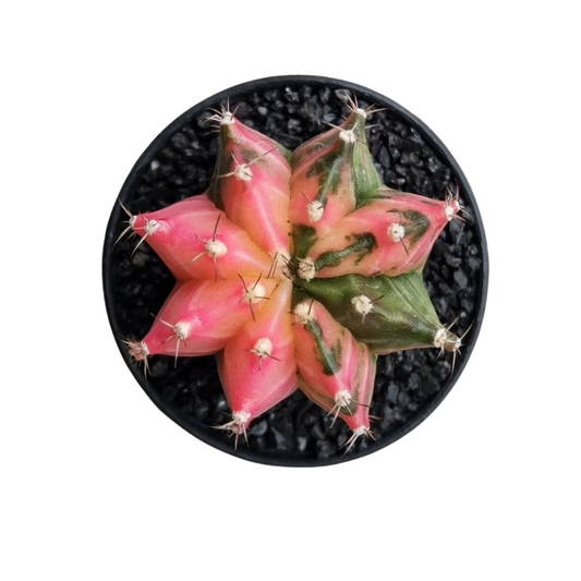 Gymnocalycium # 0147