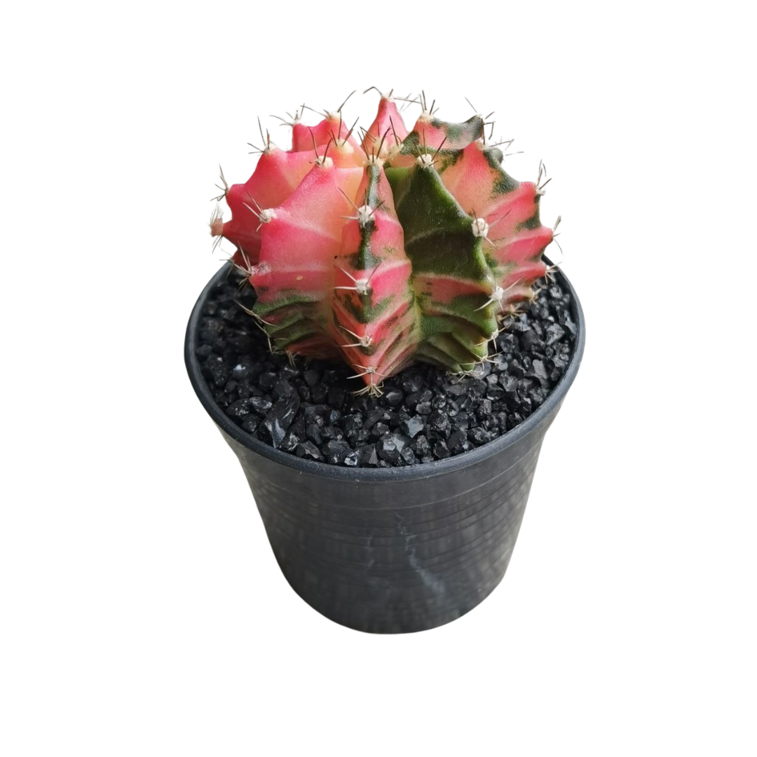 Gymnocalycium # 0147