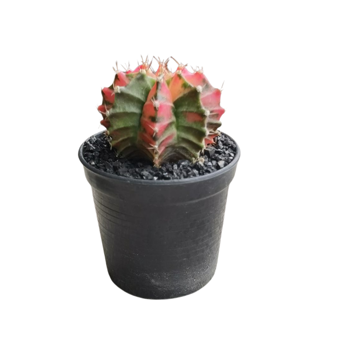 Gymnocalycium # 0147