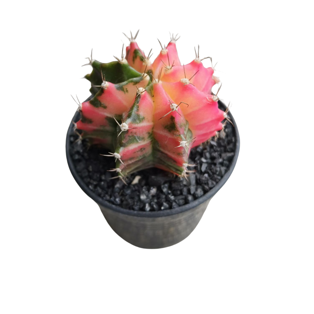 Gymnocalycium # 0147