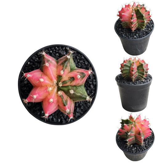 Gymnocalycium # 0147