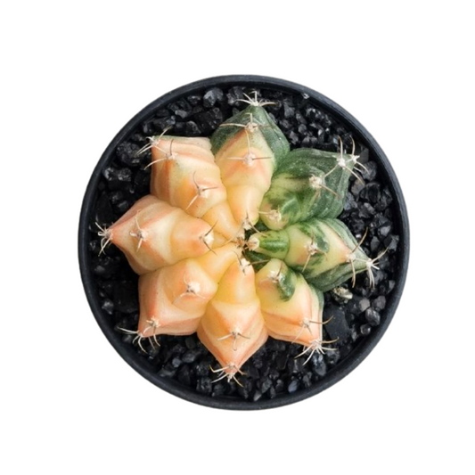 Gymnocalycium # 0148