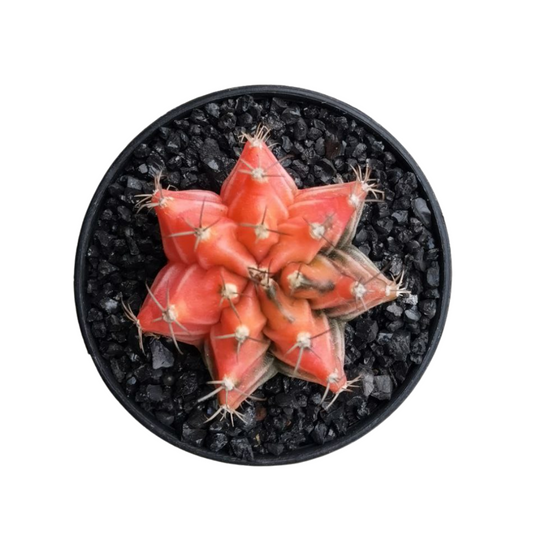 Gymnocalycium # 0149