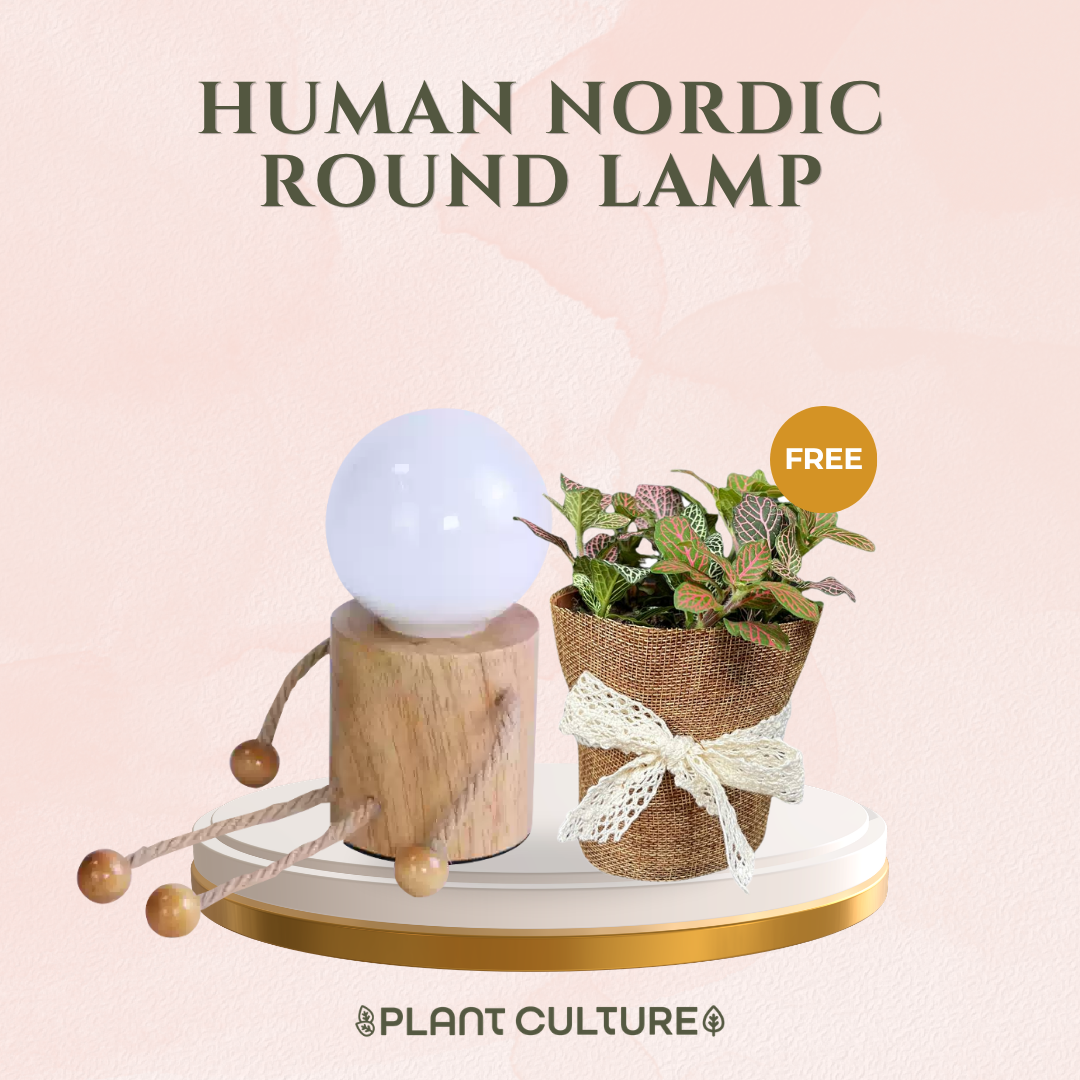 Gift Bundle | Fittonia + Lamps