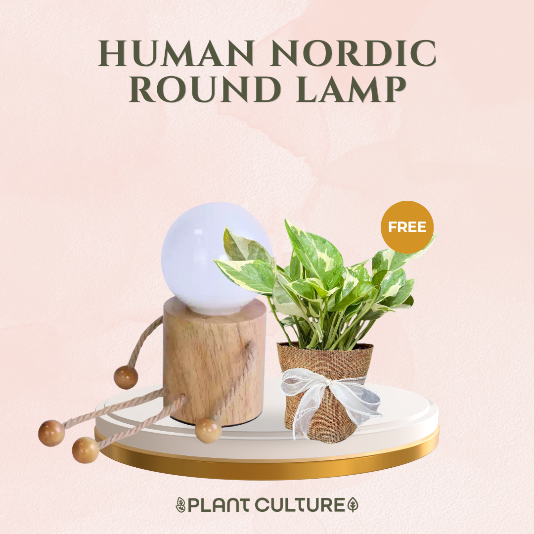 Gift Bundle | NJoy Pothos + Lamps