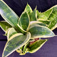 Sansevieria Golden Telli
