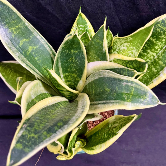 Sansevieria Golden Telli