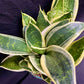 Sansevieria Golden Telli