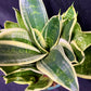 Sansevieria Golden Telli