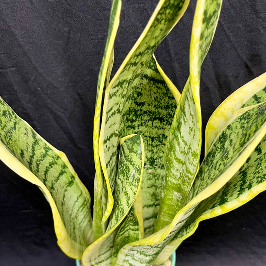 Sansevieria Trifasciata ‘Laurentii’ 3 in 1