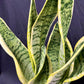 Sansevieria Trifasciata ‘Laurentii’ 3 in 1