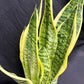 Sansevieria Trifasciata ‘Laurentii’ 3 in 1