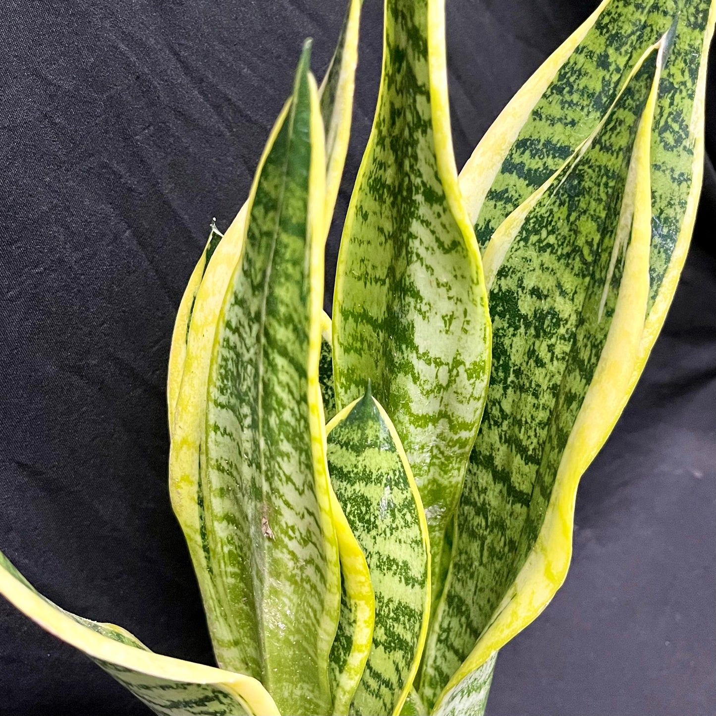 Sansevieria Trifasciata ‘Laurentii’ 3 in 1