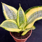 Sansevieria Golden Hahnii