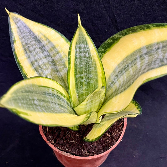 Sansevieria Golden Hahnii