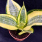 Sansevieria Golden Hahnii