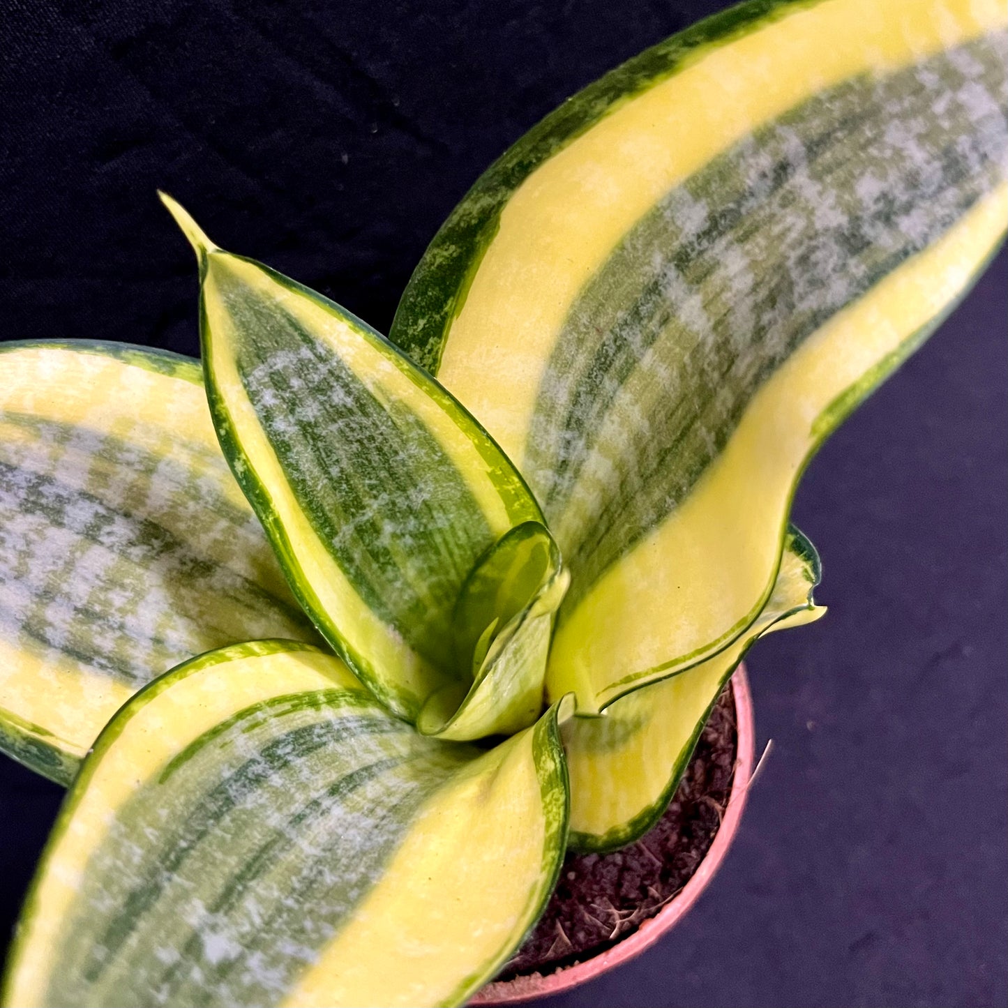 Sansevieria Golden Hahnii