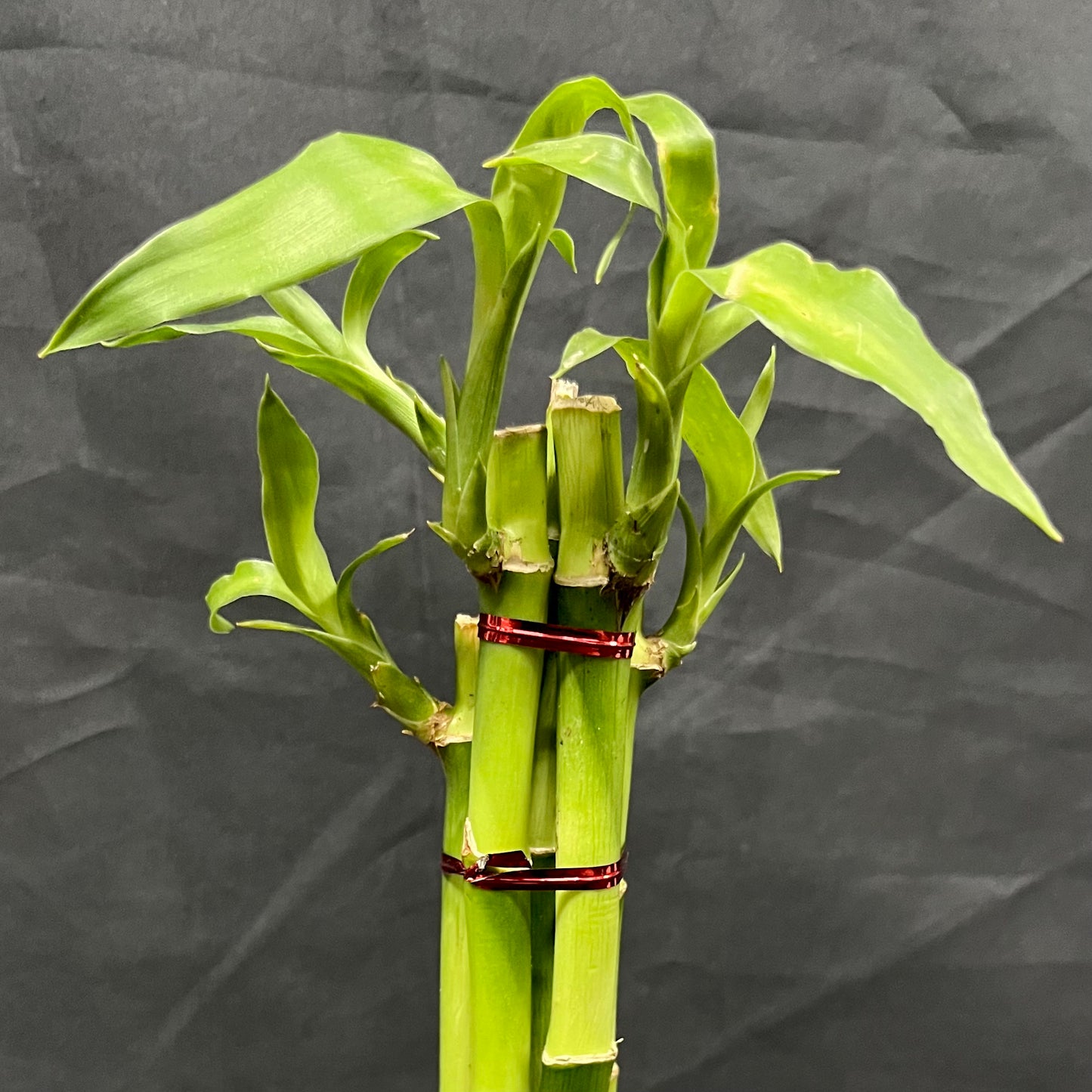 lucky bamboo ph Plant Culture Lucky Bamboo – Prosperity Christmas Gift Plant – Plant Culture PH
