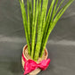 Plant Culture Lucky Bamboo – Prosperity Christmas Gift Plant