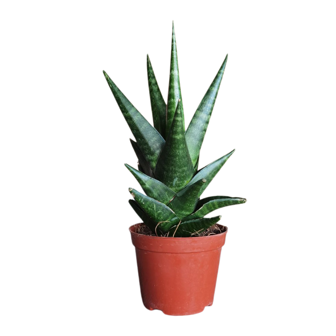 sansevieria indonesia Indo Hyb 2 Sanseveria – Plant Culture PH