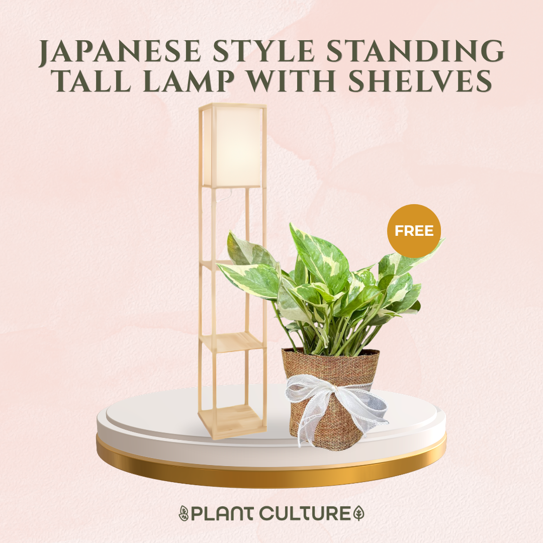 Gift Bundle | NJoy Pothos + Lamps