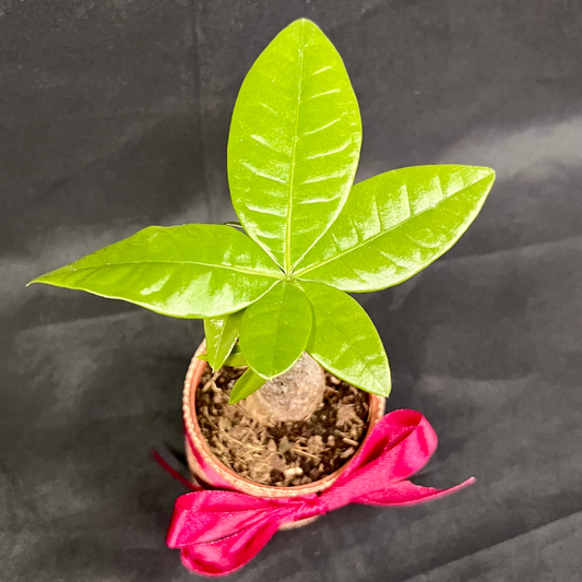 Plant Culture Money Plant 6cm – Good Fortune Christmas Gift