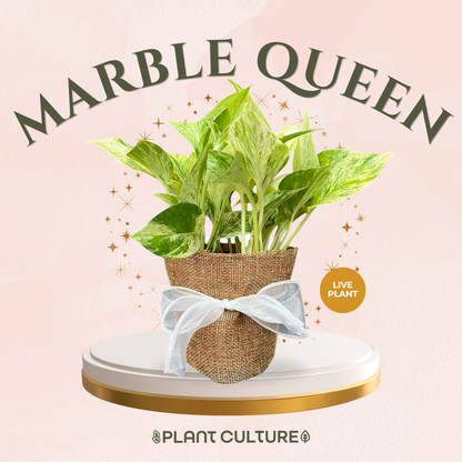 Gift Bundle | Marble Queen + Lamps