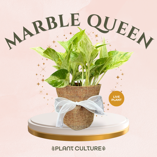 Mother’s Day Gift Bundle | Marble Queen + Lamps