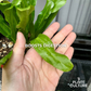 Mexican Coriander Culantro