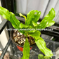 Mexican Coriander Culantro