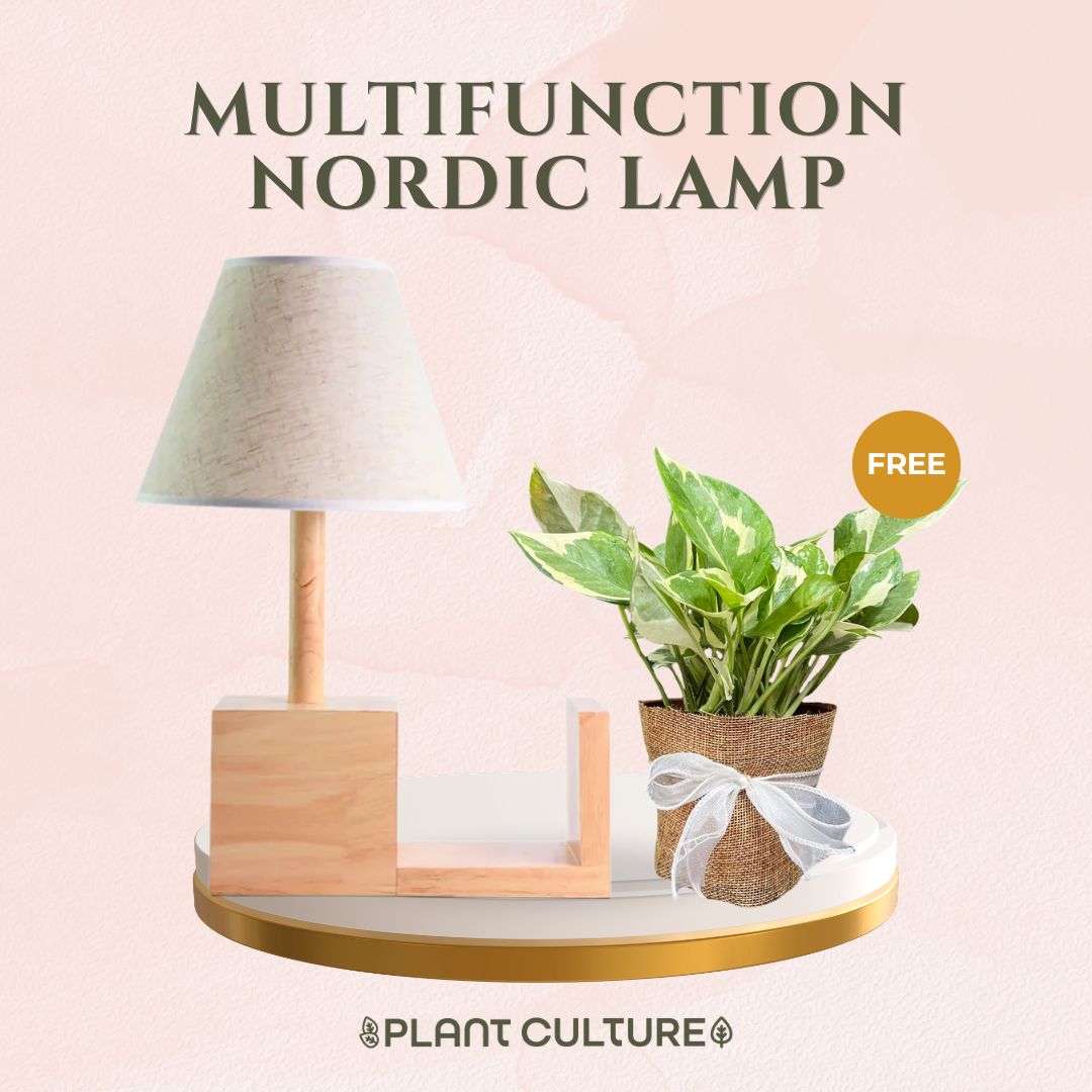 Gift Bundle | NJoy Pothos + Lamps