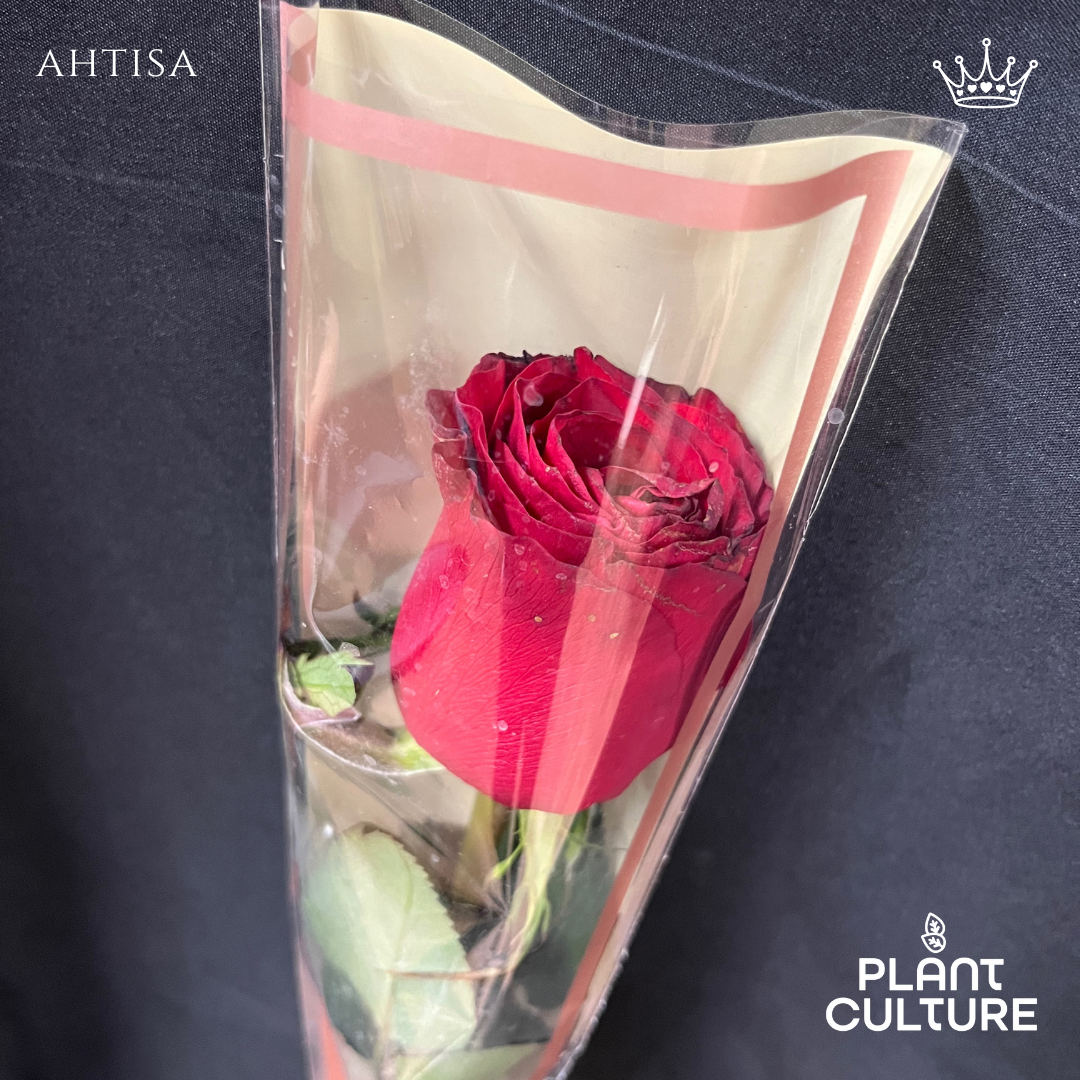 Ahtisa Fresh Red Rose 1pc Imported Flower Bouquet