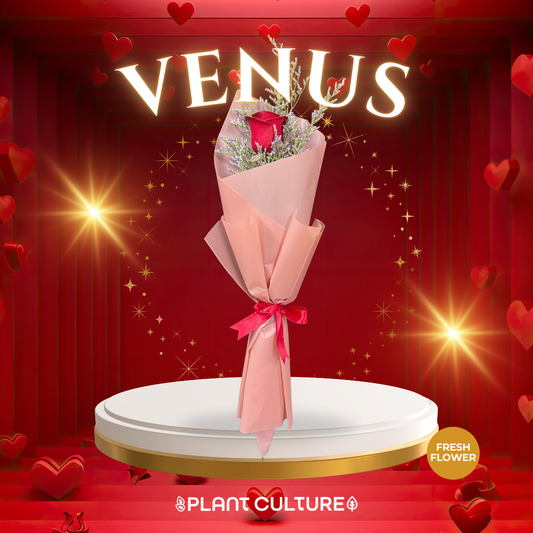 Venus Fresh Red Rose Imported Flower Bouquet 1pc