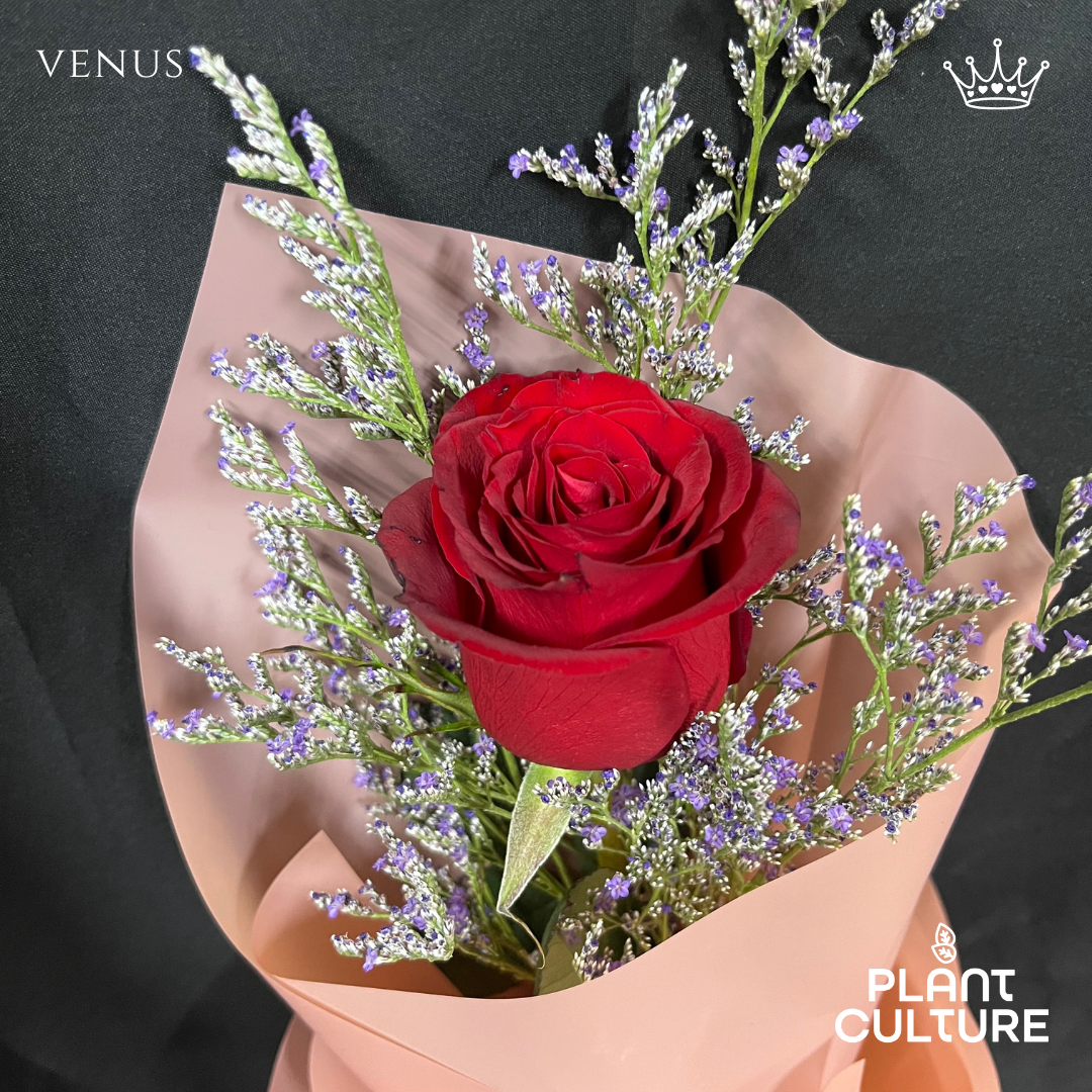 Venus Fresh Red Rose Imported Flower Bouquet 1pc