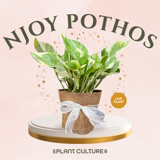 Mother’s Day Gift Bundle | NJoy Pothos + Lamps