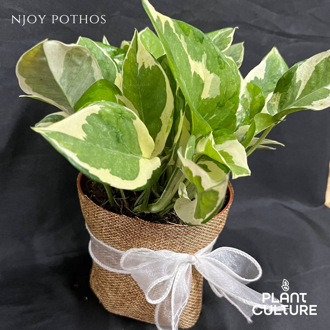 Gift Bundle | NJoy Pothos + Lamps