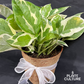 Gift Bundle | NJoy Pothos + Lamps