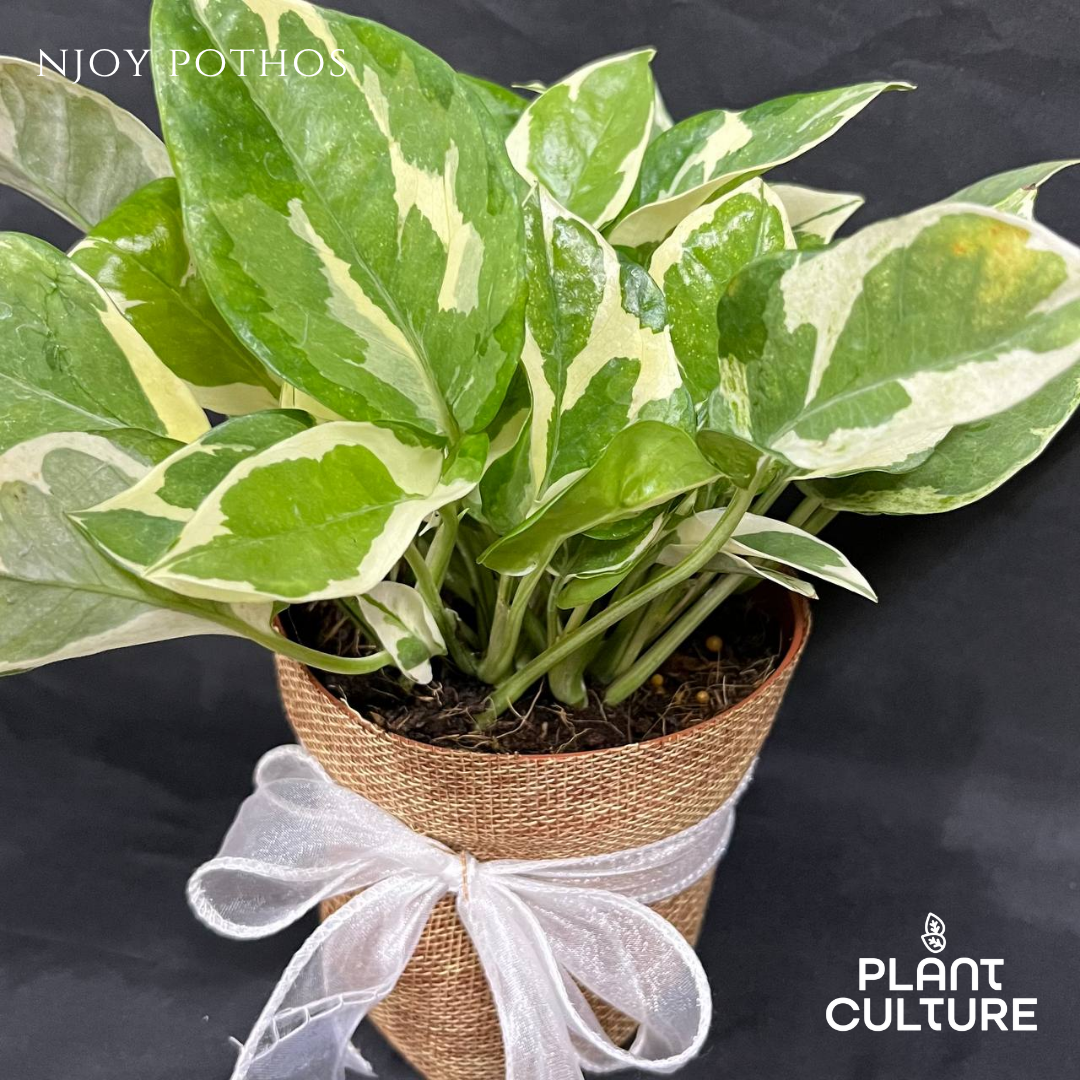 Gift Bundle | NJoy Pothos + Lamps