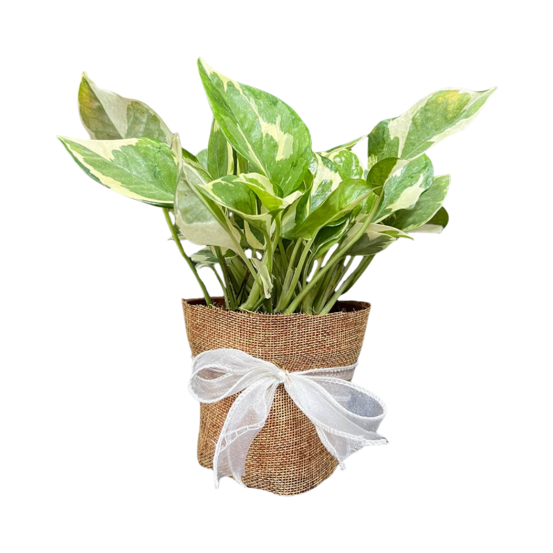 Gift Bundle | NJoy Pothos + Lamps
