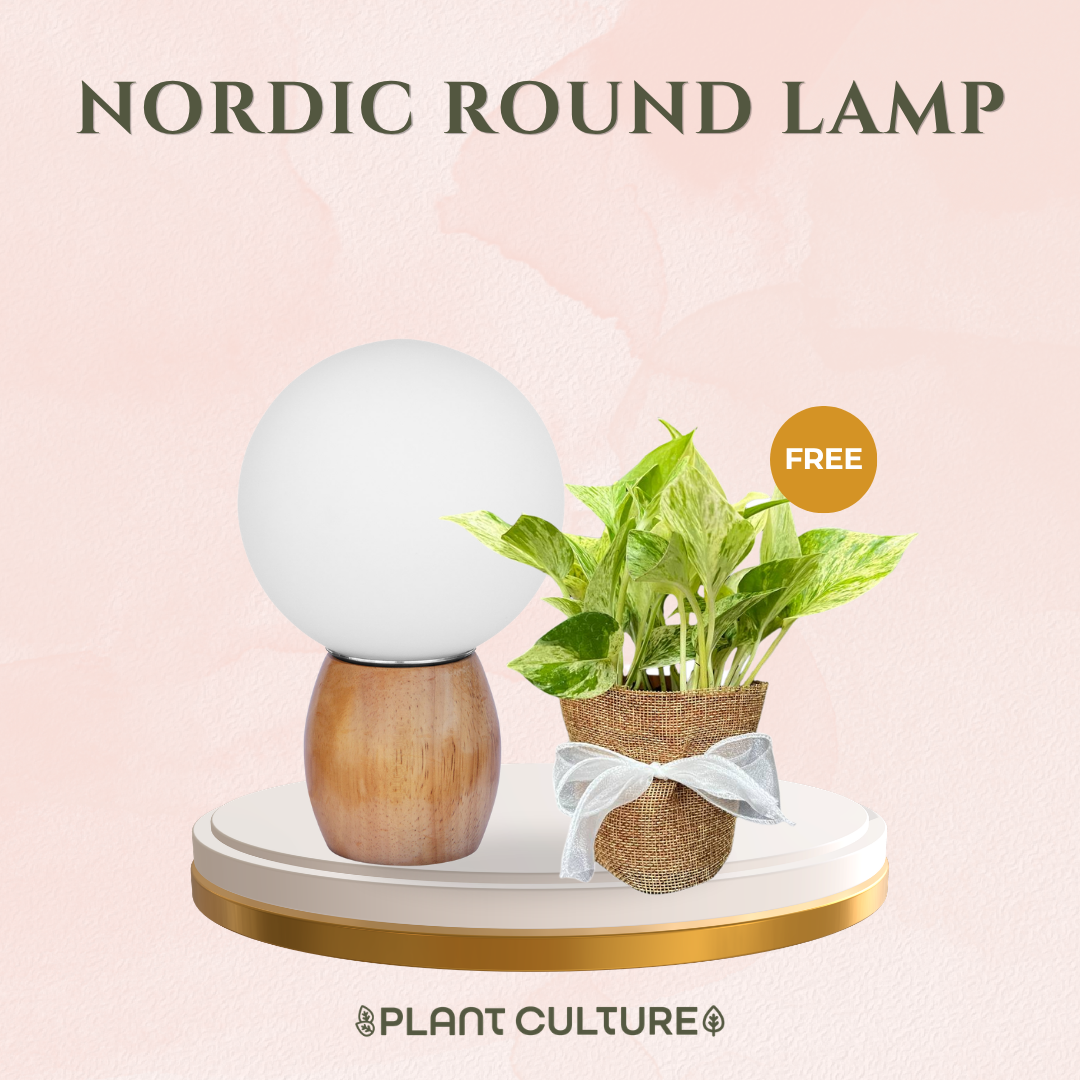 Gift Bundle | Marble Queen + Lamps