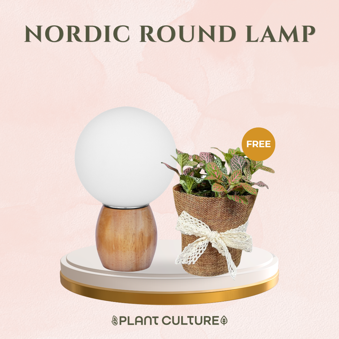 Gift Bundle | Fittonia + Lamps