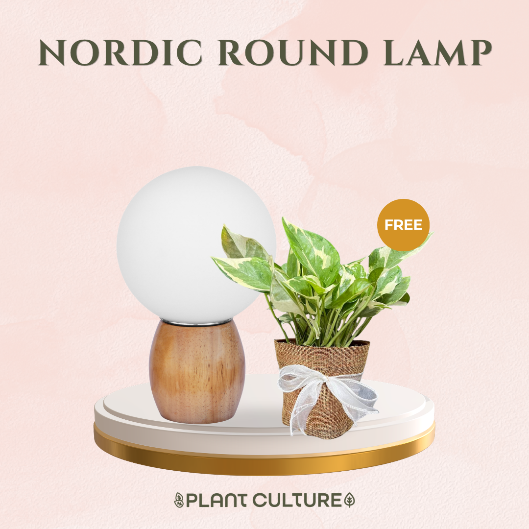 Gift Bundle | NJoy Pothos + Lamps