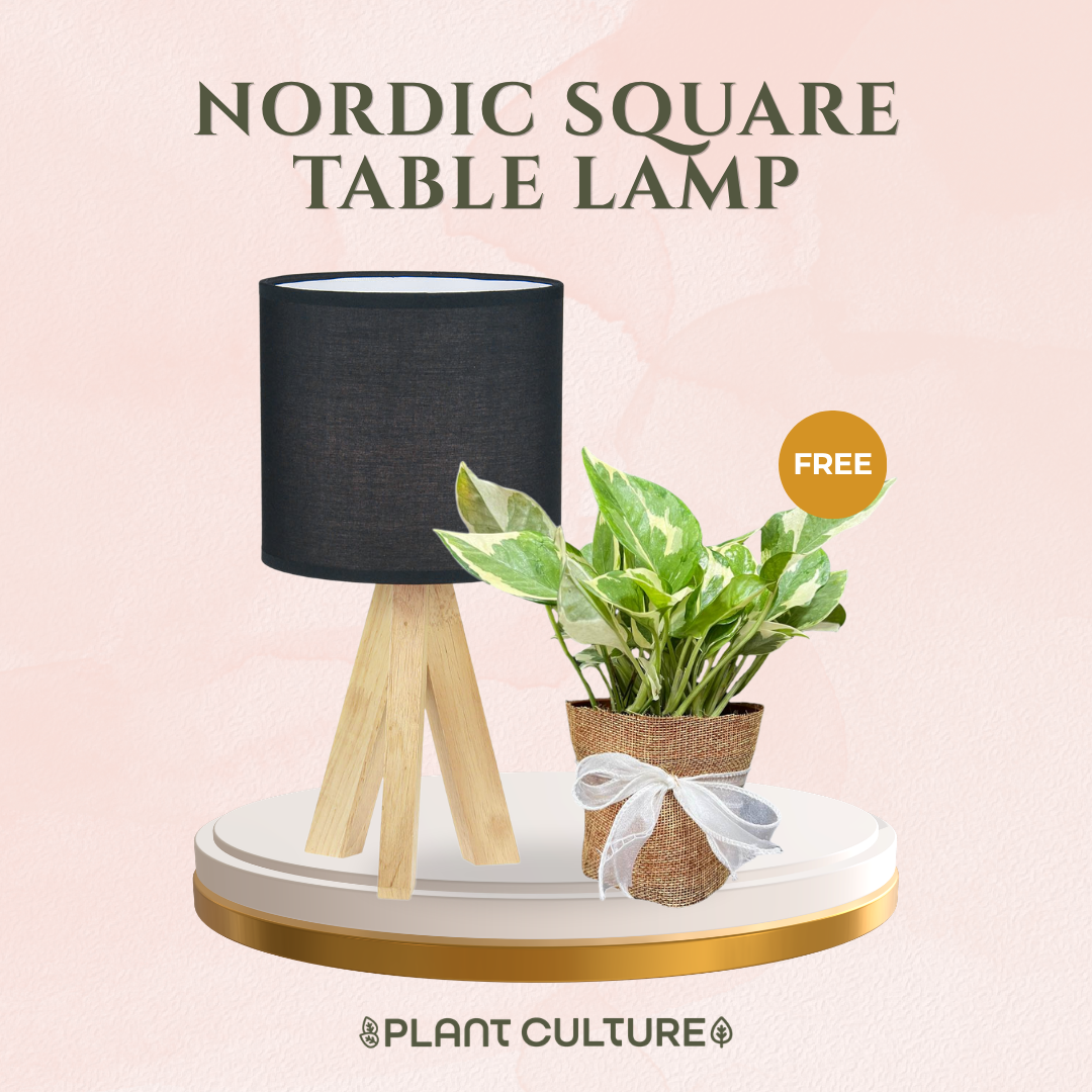 Gift Bundle | NJoy Pothos + Lamps